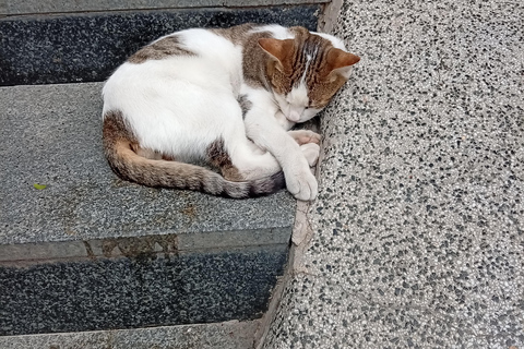 Sarajevo Street Cats Tour