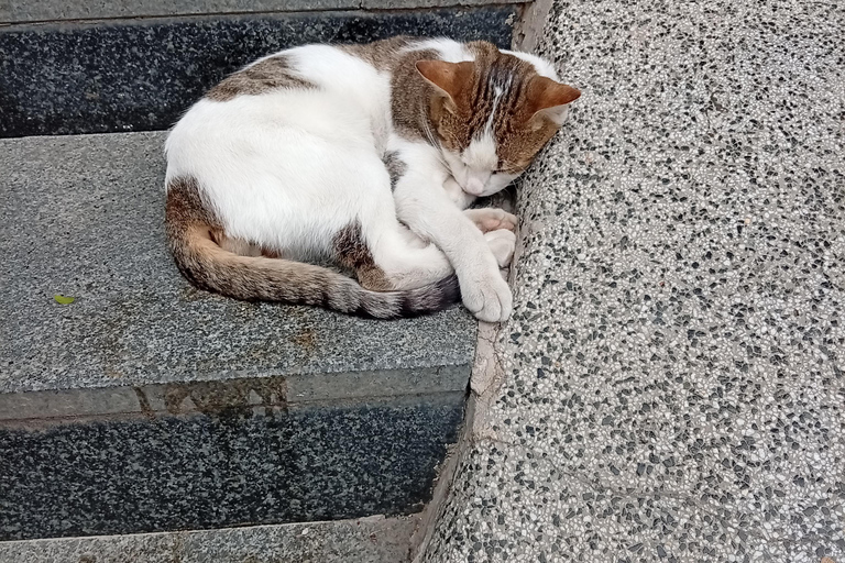 Sarajevo Street Cats Tour