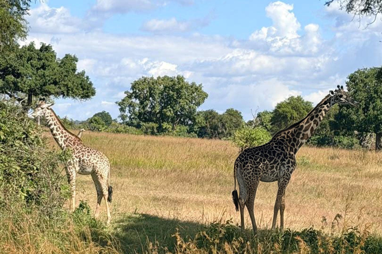 From Zanzibar: Mikumi National Park Fly-In Safari with Lunch