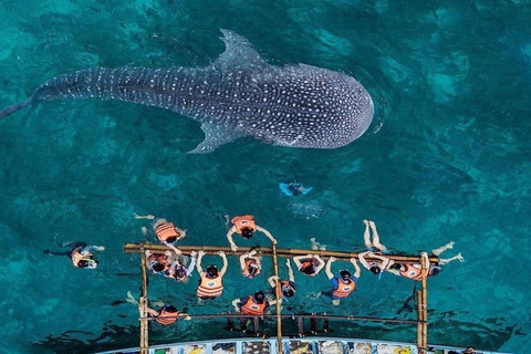 Walvishaai in Oslob, Tumalog-watervallen, Kawasan-watervallen, lunch (PRIVÉ)Oslob walvishaai, Tumalog-watervallen, Kawasan-watervallen, lunch PRIVÉ