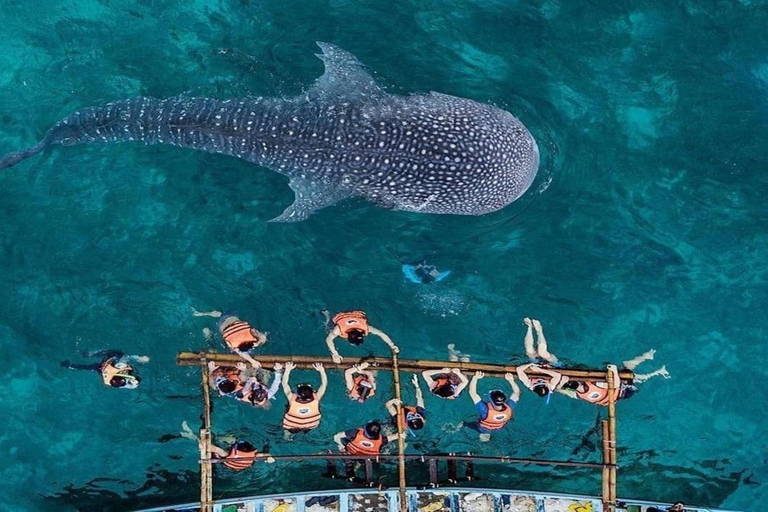 Walvishaai in Oslob, Tumalog-watervallen, Kawasan-watervallen, lunch (PRIVÉ)Oslob walvishaai, Tumalog-watervallen, Kawasan-watervallen, lunch PRIVÉ