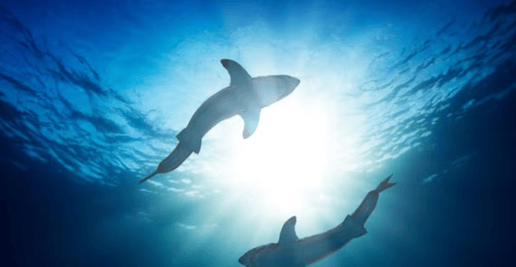 Private Punta Cana Advanced Shark Diving Adventure