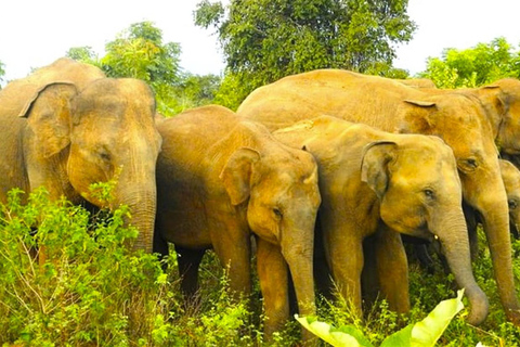 Anuradhapura: Sigiriya Fortress and Habarana Safari Tour