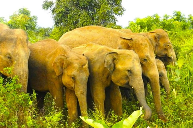 Anuradhapura: Sigiriya Fortress and Habarana Safari Tour