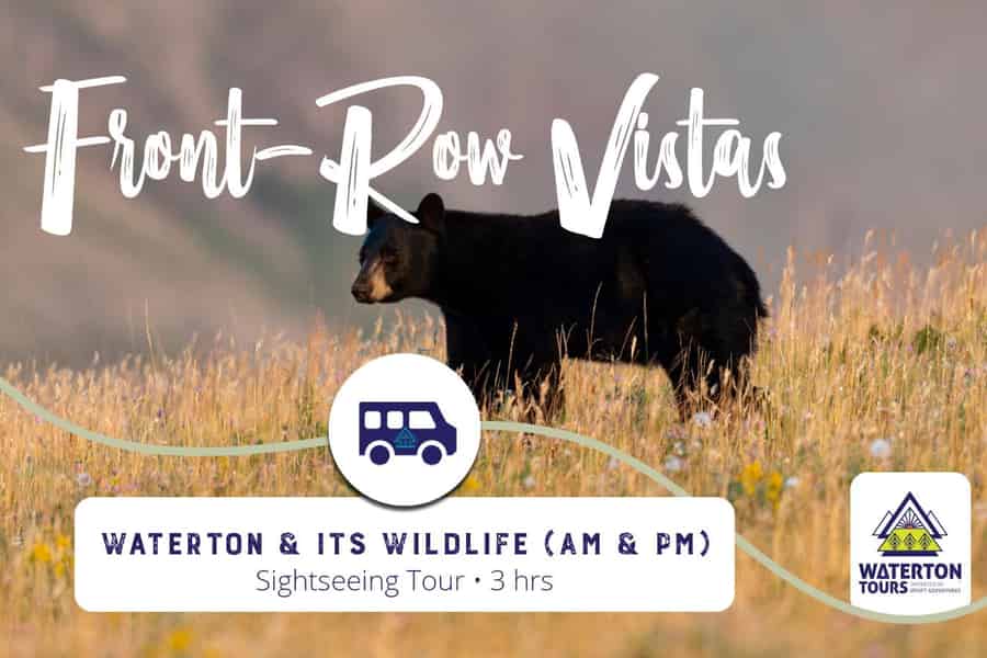 Waterton: Waterton & Wildtier-Tour. Foto: GetYourGuide Waterton: Waterton & Wildtier-Tour. Foto: GetYourGuide