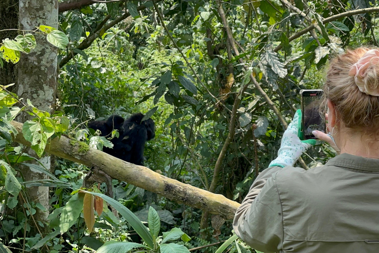 Passeio de 3 dias ao Gorila Mgahinga Gorilla NP Uganda via Ruanda