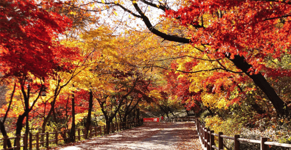 Seoul: Tagestour zum Seorak-Berg und zum Naksan-Tempel ab Seoul