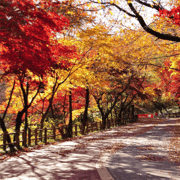 Viagem de 1 dia de outono a Seoraksan e ao Templo Naksan saindo de Seul