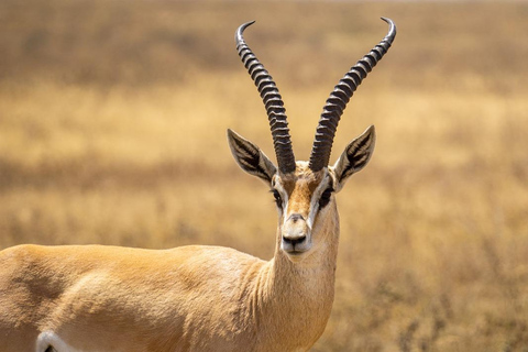 Parc national de Tanzanie : 2 jours 1 nuit Selous de zanzibar