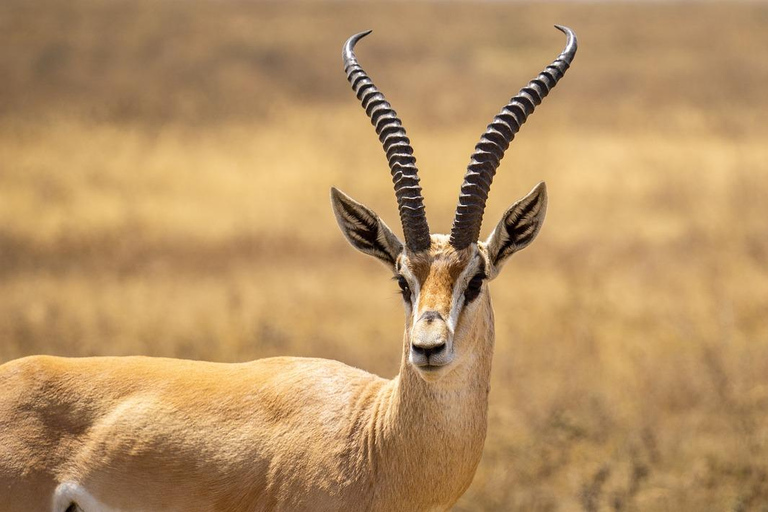 Parc national de Tanzanie : 2 jours 1 nuit Selous de zanzibar