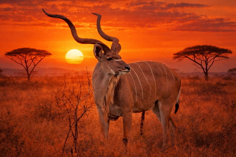 Johannesburg and Pretoria half day big 5 safari tour