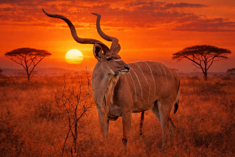 Johannesburg and Pretoria half day big 5 safari tour