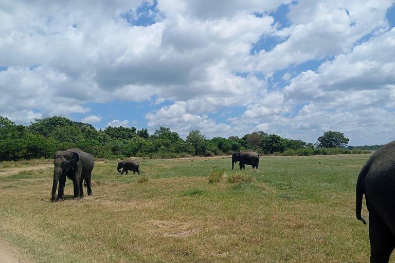 Desde Dambulla: Fortaleza de la Roca de Sigiriya y Safari en Minneriya