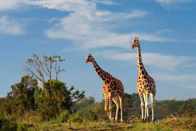 Kenia: 10-daagse gezinssafari met giraffencentrum &amp; ...