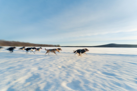 Rovaniemi: Insider 5km Husky Sledding Tour