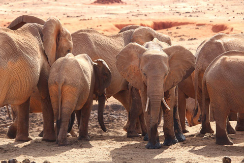 Nairobi: 3-Tage-Amazing-Safari Amboseli und Tsavo West