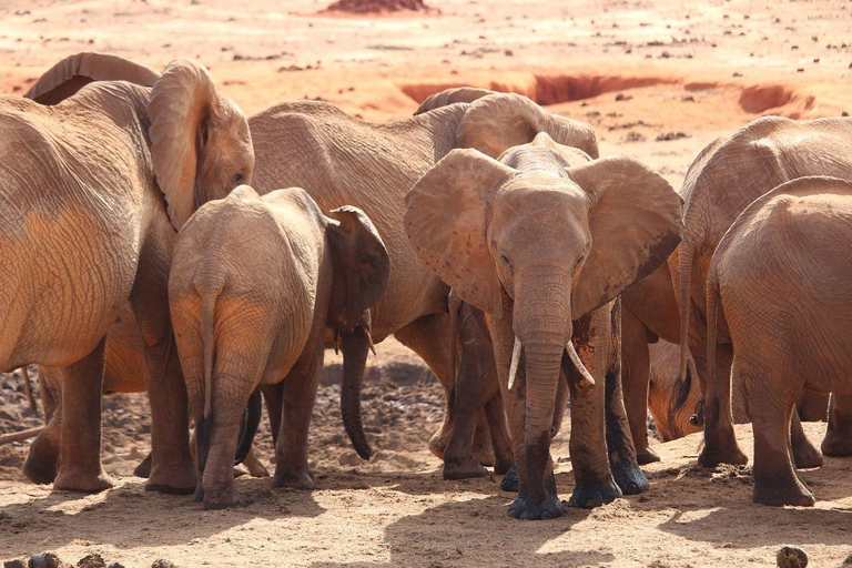 Mombasa: Übernachtungssafari nach Tsavo Ost vom Diani Beach aus