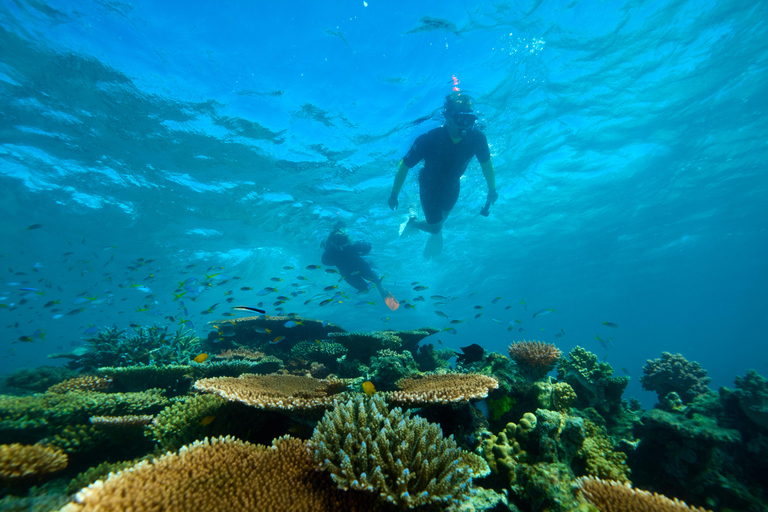 Von Cairns aus: Great Barrier Reef Halbtagestour zum Schnorcheln