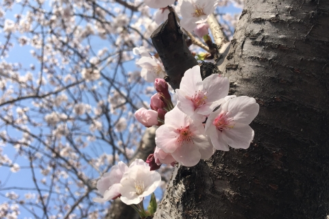 Jeju : Visite en petit groupe de l'habitat naturel du cerisier royal