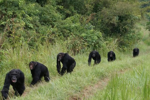 From Entebbe: 8-Day Luxury Safari with Gorilla Trekking