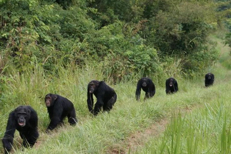 From Entebbe: 8-Day Luxury Safari with Gorilla Trekking