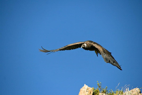 Au départ d'Arequipa : 2 jours au Canyon de Colca avec retour à ArequipaDepuis Arequipa : Circuit dans la vallée de Colca 2 jours