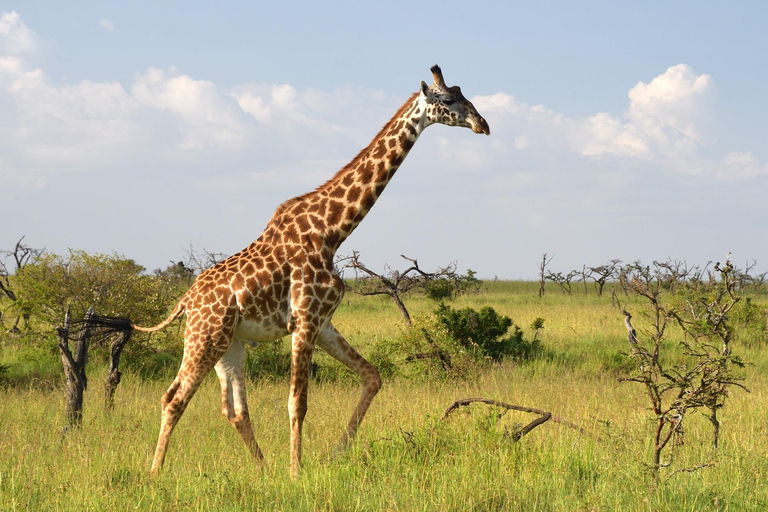 "Day Trip to Ol Pejeta: Wildlife & Picnic Lunch Adventure" olpajeta daytrip