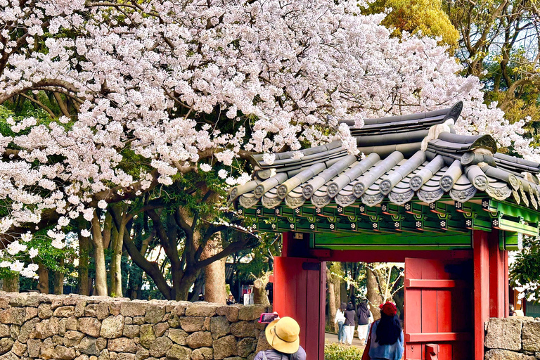 Jeju East: Cherry Blossom Tour & Women Divers Show