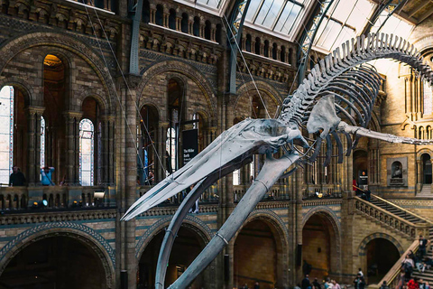 Discover Fossils & Gems at Natural History Museum