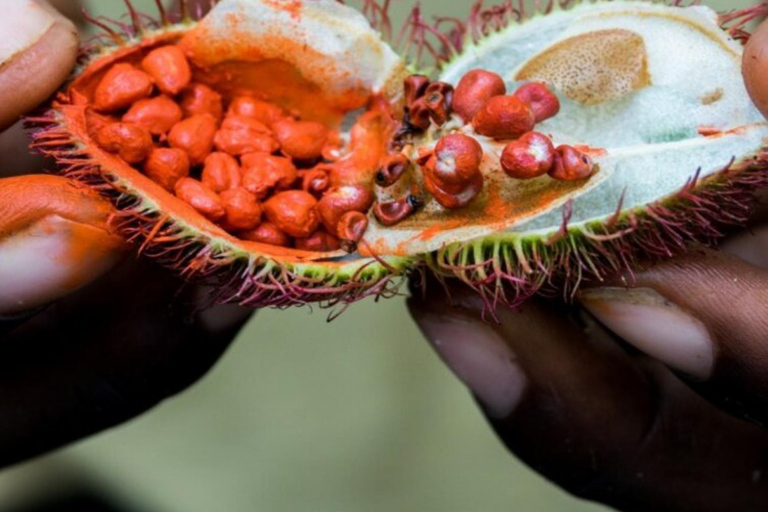 Zanzibar : visite d'une ferme d'épicesZanzibar : visite d'une plantation d'épices