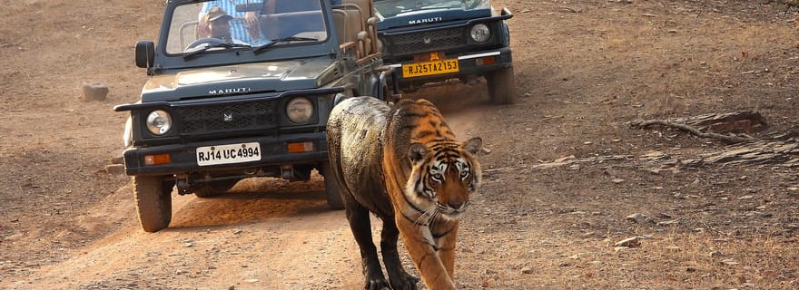 Ranthambore : Safari de tigres dans le parc national de Ranthambore