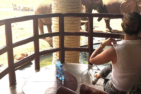 Salt Lick Safari Lodge: tour di 2 giorni da Nairobi o MombasaNairobi o Mombasa: tour di 2 giorni al Salt Lick Safari Lodge