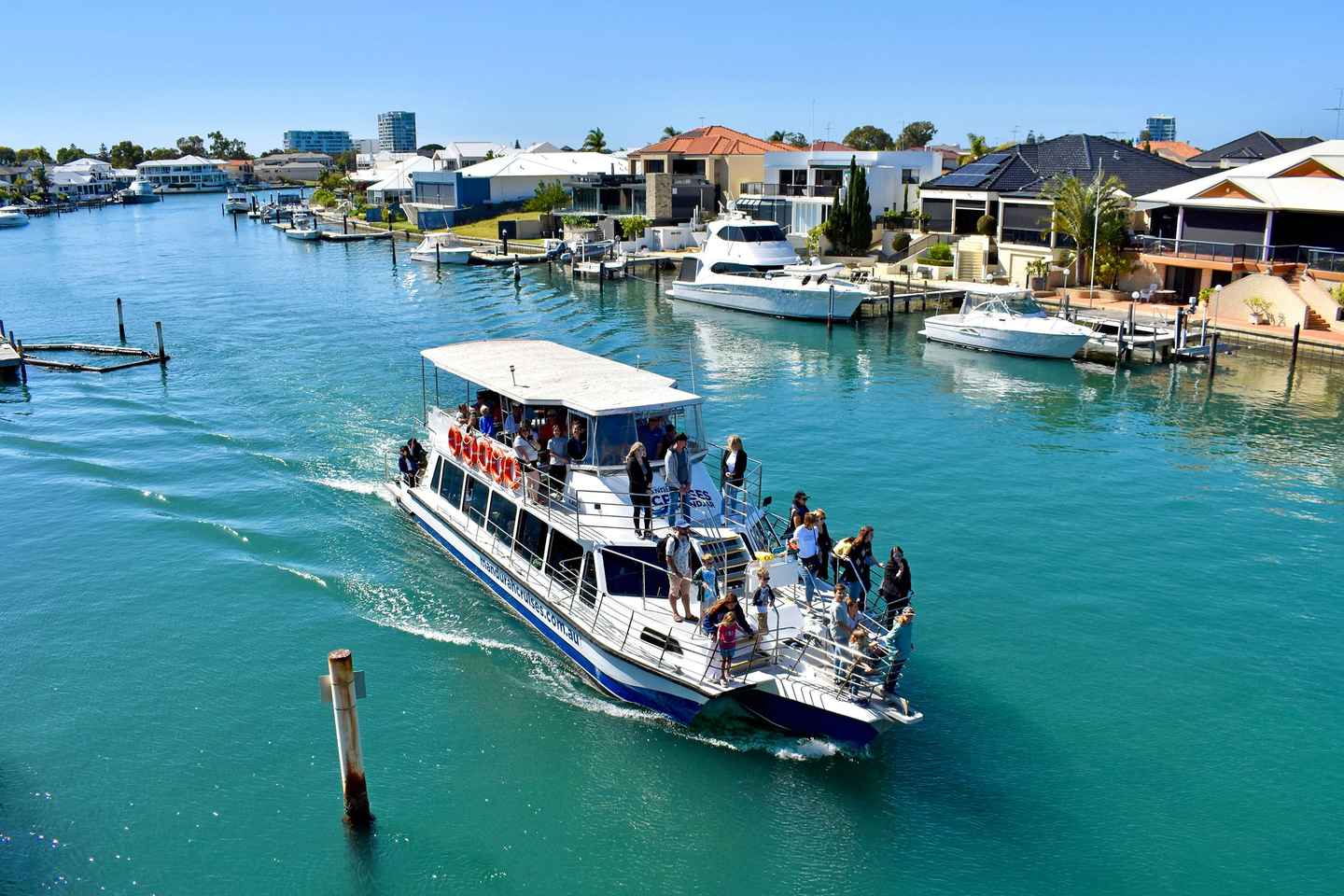 observe dolphins in the wild in mandurah