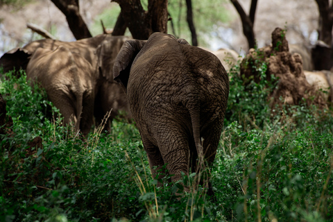 Arusha: Arusha National Park Game Drive – Wildlife & Culture