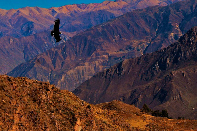 Journée à Colca + transfert à Puno