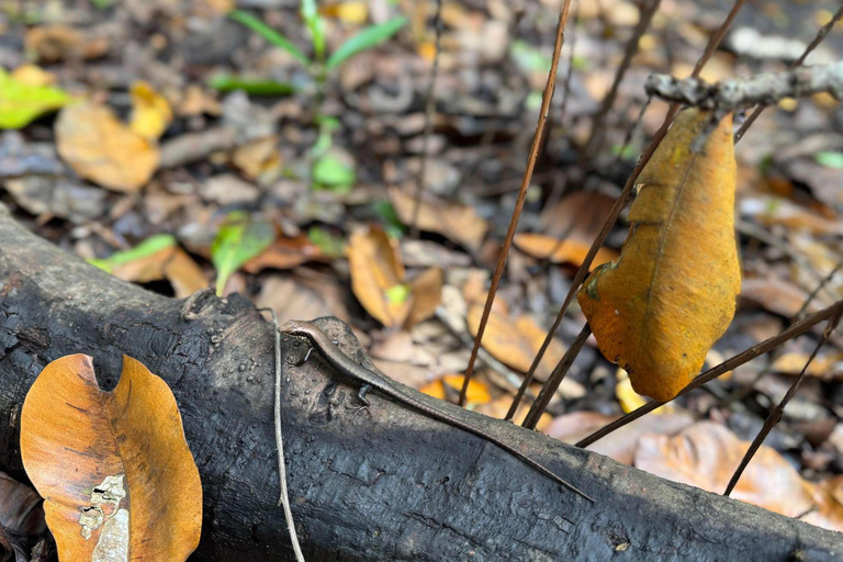 Zanzibar: Mnemba Island, Jozani forest & The Rock restaurant Private tour no Hotel pick up and drop-off included