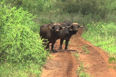 From Nairobi: Meru, Bisanadi, and Rhino Sanctuary Safari