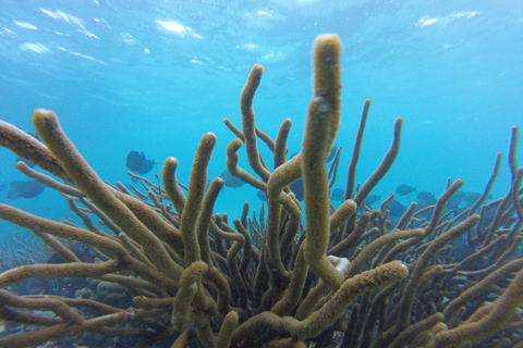 Glass Bottom Nylon Pool Tour in Buccoo Reef