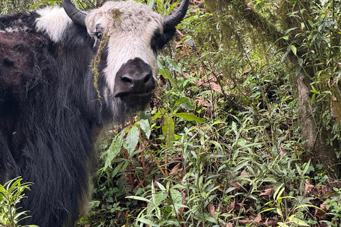 Pokhara: Australian Camp 1 or 2-Day Guided Hike