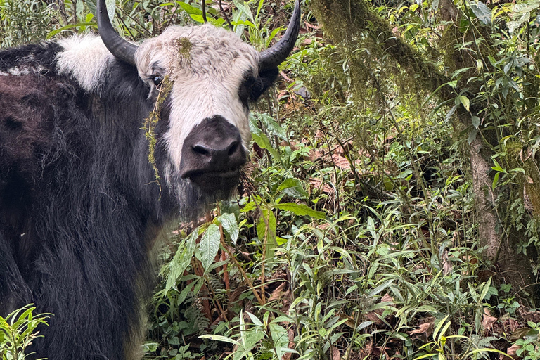 Pokhara: Australian Camp 1 or 2-Day Guided Hike