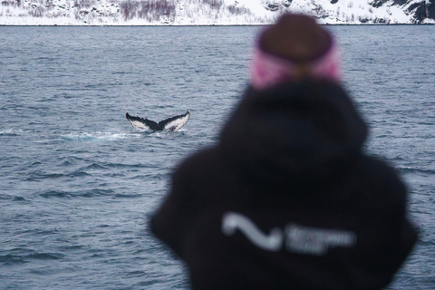 From Tromsø: Whale Watching Safari on High-Speed Catamaran