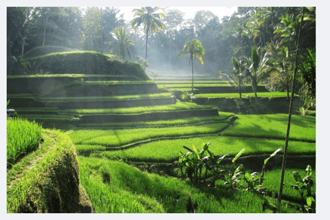 Ubud Half-Day Tour: Rice Terrace, Waterfall & Coffee Ubud Area Pickup – Without Entry Tickets
