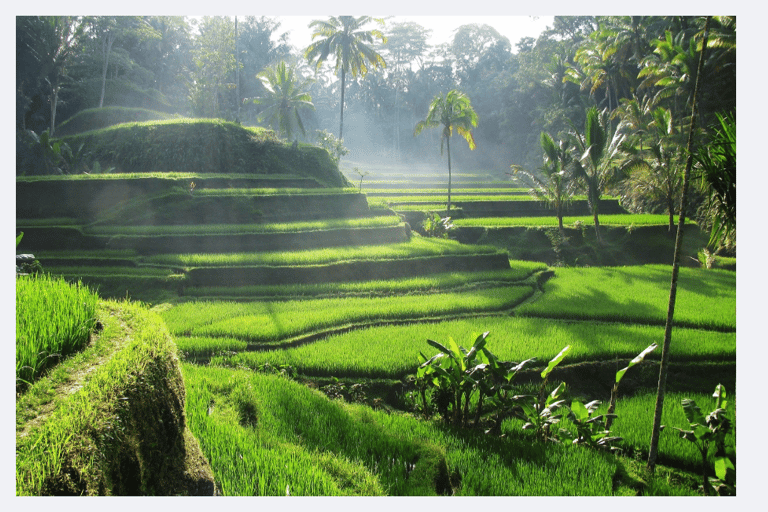 Ubud Half-Day Tour: Rice Terrace, Waterfall & Coffee Ubud Area Pickup – Without Entry Tickets