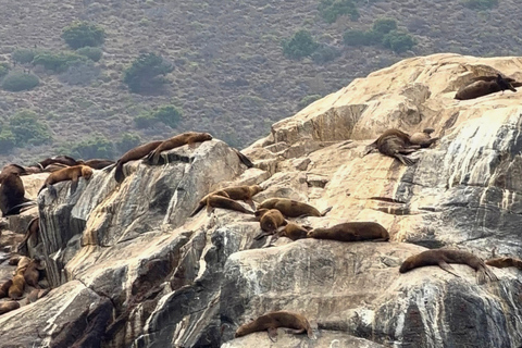 From Santiago: Papudo Lobos Island Boat & Horseback Ride