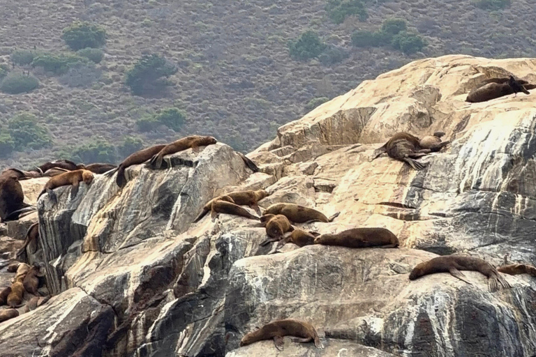 From Santiago: Papudo Lobos Island Boat & Horseback Ride