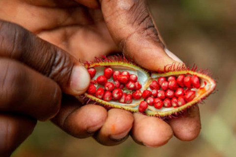 Zanzibar: Jozani-skogen, kryddgård, privat tur i Stenstaden