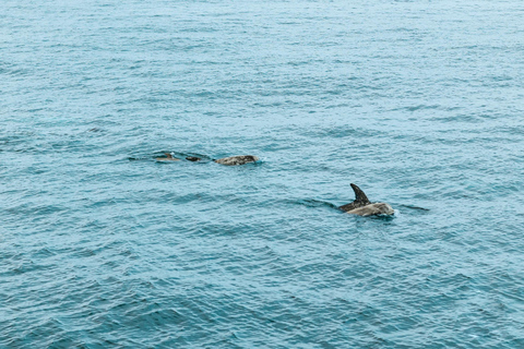 San Diego: Whale-Watching-Bootsfahrt und Delfinbeobachtung