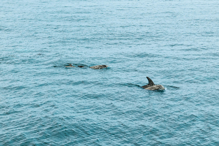 San Diego: Valskådningskryssning och delfinskådning