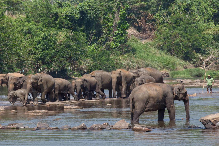 Sri Lanka: tour avventuroso di 12 giorni