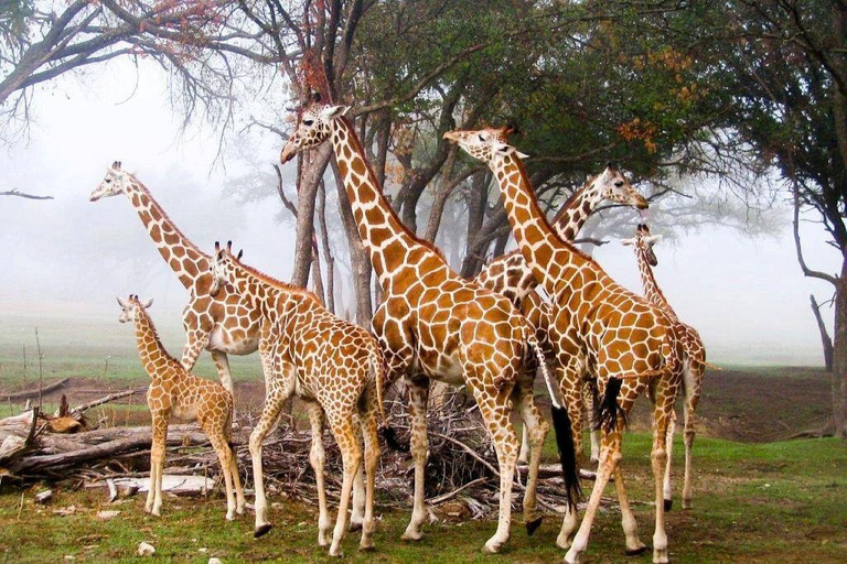 Nairobi: Nairobi National Park and Giraffe Center day tour